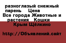 разноглазый снежный парень. › Цена ­ 10 000 - Все города Животные и растения » Кошки   . Крым,Щёлкино